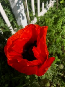 poppy